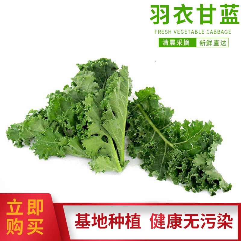 羽衣甘蓝新鲜蔬菜嫩叶甘兰芥蓝菜叶牡丹kale西餐沙拉榨汁食材现摘 虎窝拼