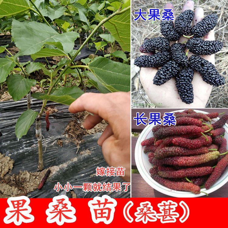广西桑葚苗果桑树苗台湾四季长果桑大十果桑四季结果嫁接苗大果桑