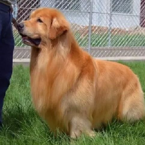 纯种金毛幼犬导盲犬金毛犬寻回犬宽嘴金毛狗家养狗狗中大型宠物狗