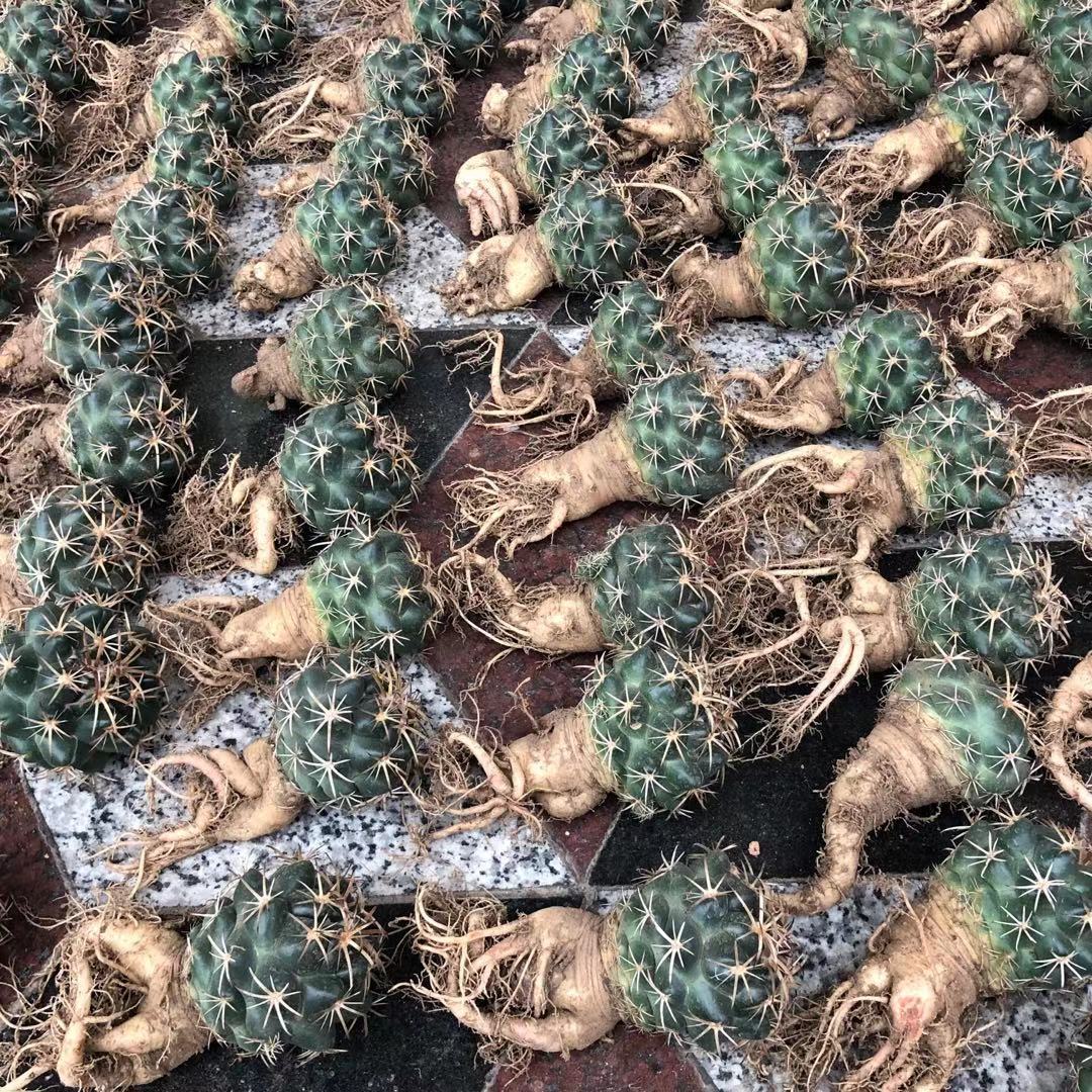 实生萝卜根雪顶天司象铁罗汉象牙仙人球多肉植物室内办公绿色盆栽 虎窝拼 实生萝卜根雪顶天司象铁罗汉象牙仙人球多肉植物室内办公绿色盆栽 虎窝拼