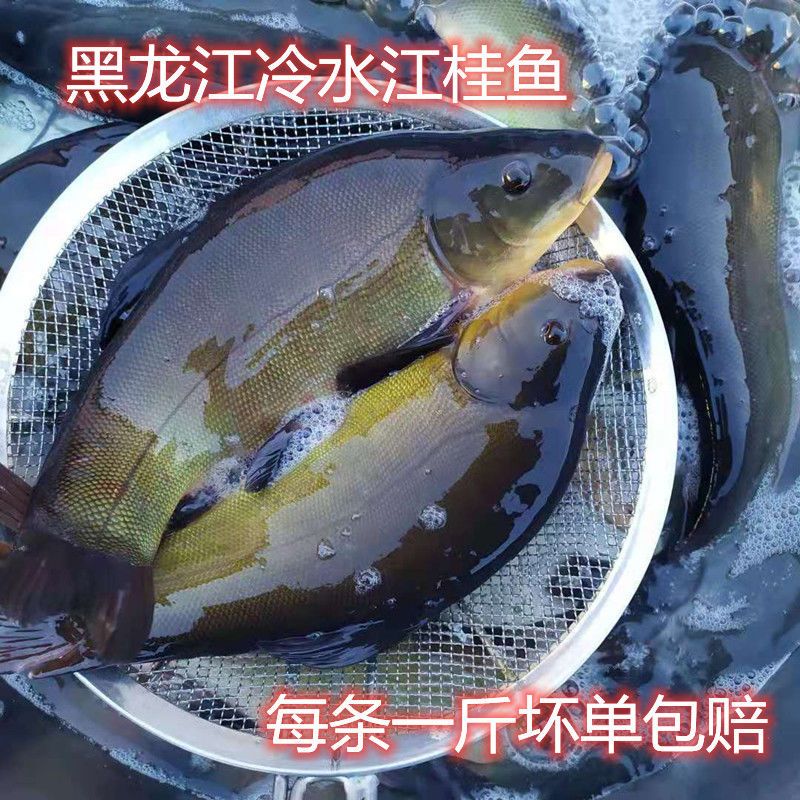 黑龙江特产冷水丁桂鱼铜锣鱼【2月28日发完】