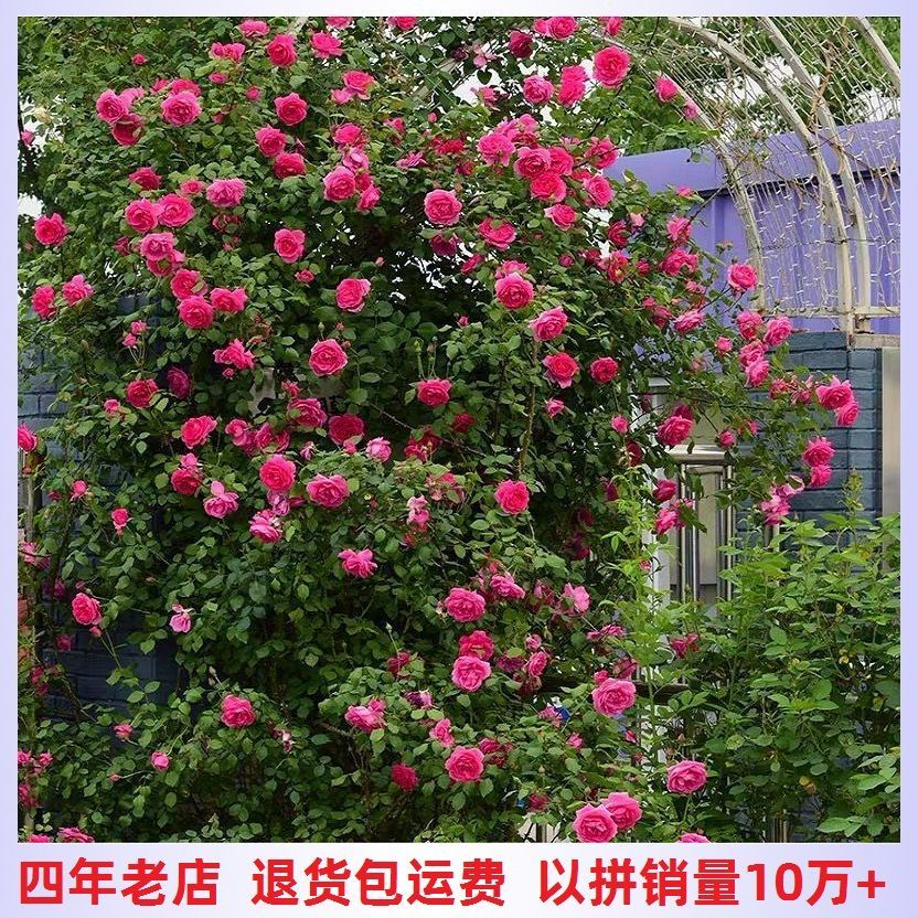 四季开花蔷薇花苗盆栽爬藤植物浓香大花阳台庭院花卉地栽玫瑰月季【2