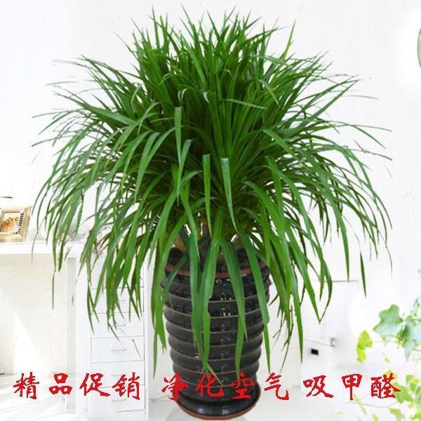 龙须树龙须铁龙须兰龙血树室内客厅大型盆栽绿植花卉净化空气包邮