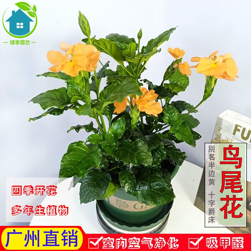 鸟尾花盆栽花卉四季开花带花苞耐热耐晒好养多年生阳台庭院植物 5月15日发完 虎窝拼