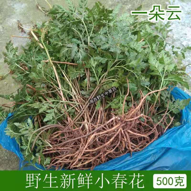 【一朵云】小春花阴地厥蛇不见独脚金鸡精选原生鲜药材