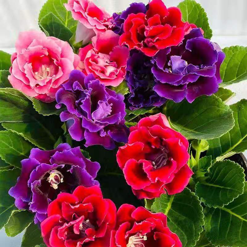 重瓣大岩桐盆栽富贵芙蓉花带花苞发货室内花卉客厅四季开花客厅