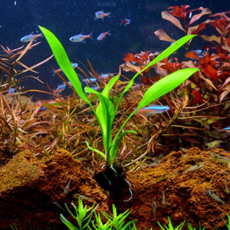 鱼缸水草植物真水草造景套餐蜈蚣草绿菊阴性水草增养新手懒人水草 虎窝拼