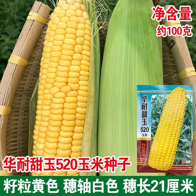 华耐甜玉玉米种子超甜水果玉米种籽大穗高产甜玉米四季甜糯玉米
