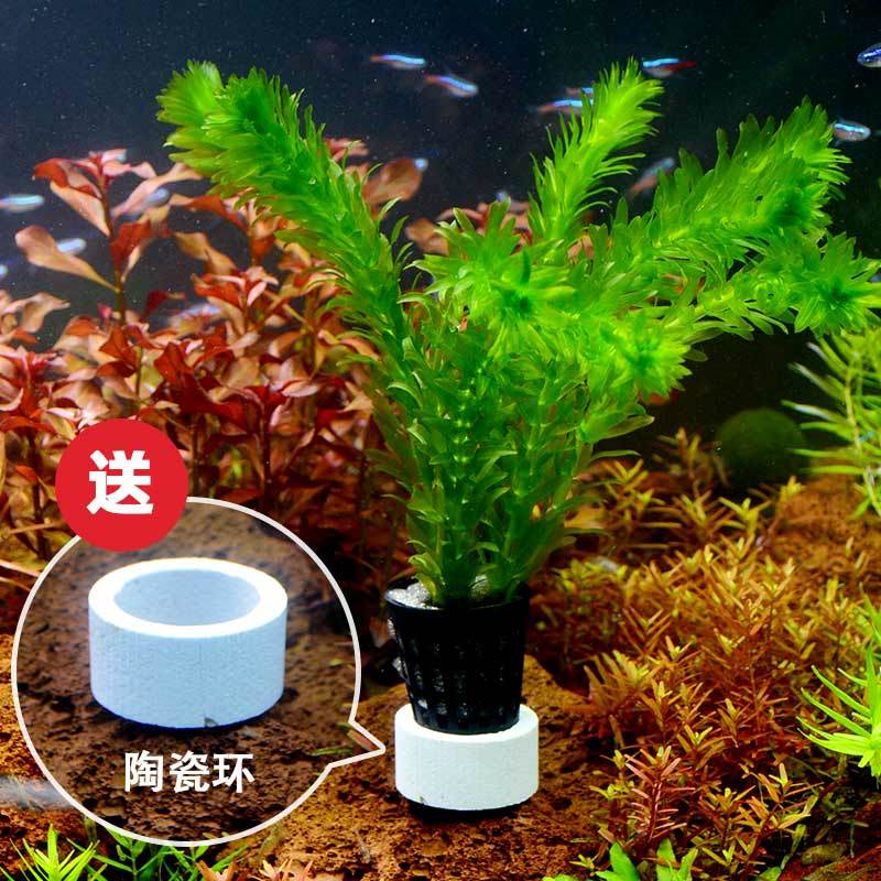 鱼缸水草植物真水草造景套餐蜈蚣草绿菊阴性水草增养新手懒人水草 虎窝拼