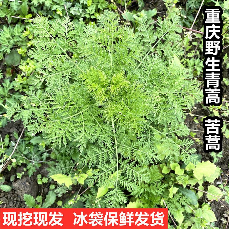 重庆青蒿草新鲜野生苦蒿黄蒿臭蒿子黄花蒿现挖现发清热下火可泡澡