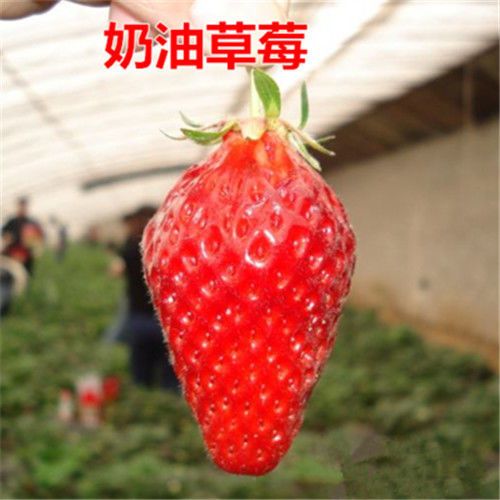新品种四季草莓苗香梅牛奶草莓久香草莓盆栽地栽南北种植当年结果