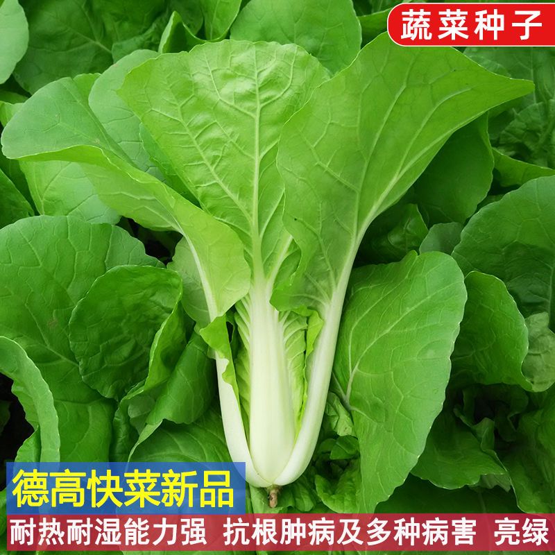四季小白菜蔬菜种子德高快菜菜籽6号9号耐热抗病耐抽苔杭白菜种子