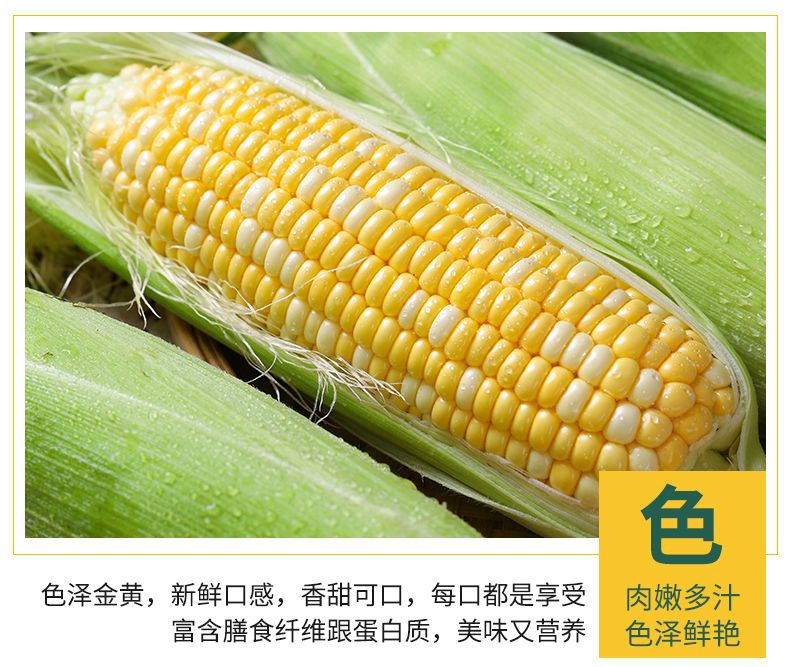 糯玉米和甜玉米是转基因玉米吗 699bd464-07c2-4e46-af1f-488f9cf325b0.jpeg.a.jpeg