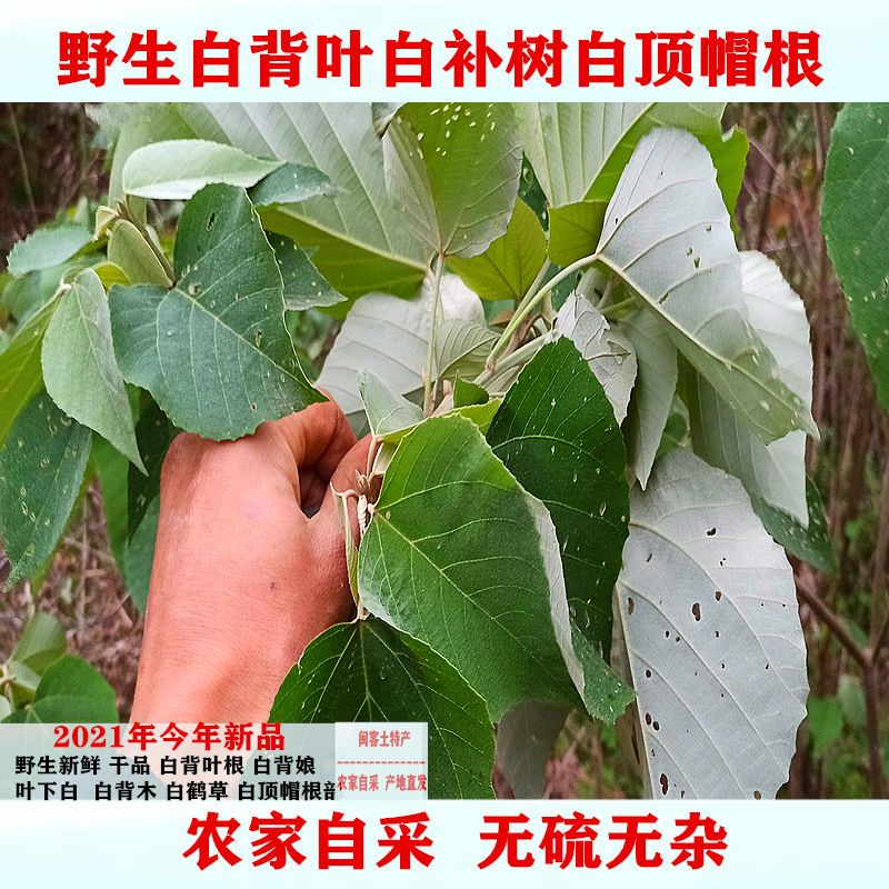 野生白背树纯根白娘子新鲜干品 白意根 叶下白 白桐 红娘子根药材