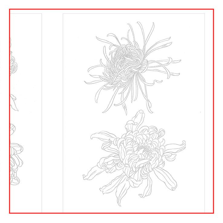 菊花工笔画线描 白描 绘画临摹练习