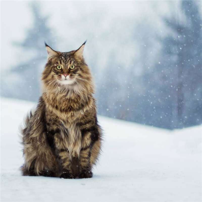 缅因猫幼猫纯种大型宠物猫活体挪威森林猫黑棕红银虎斑长毛