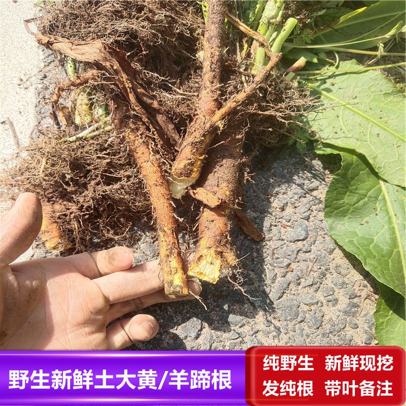 野生土大黄  洋铁叶子根 牛耳大黄粉 羊蹄根 中药材新鲜化雪莲