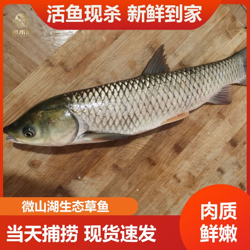 原生态草鱼草青草根淡水鱼草鱼片鱼肉混子厚子鱼纯野生活鱼现杀