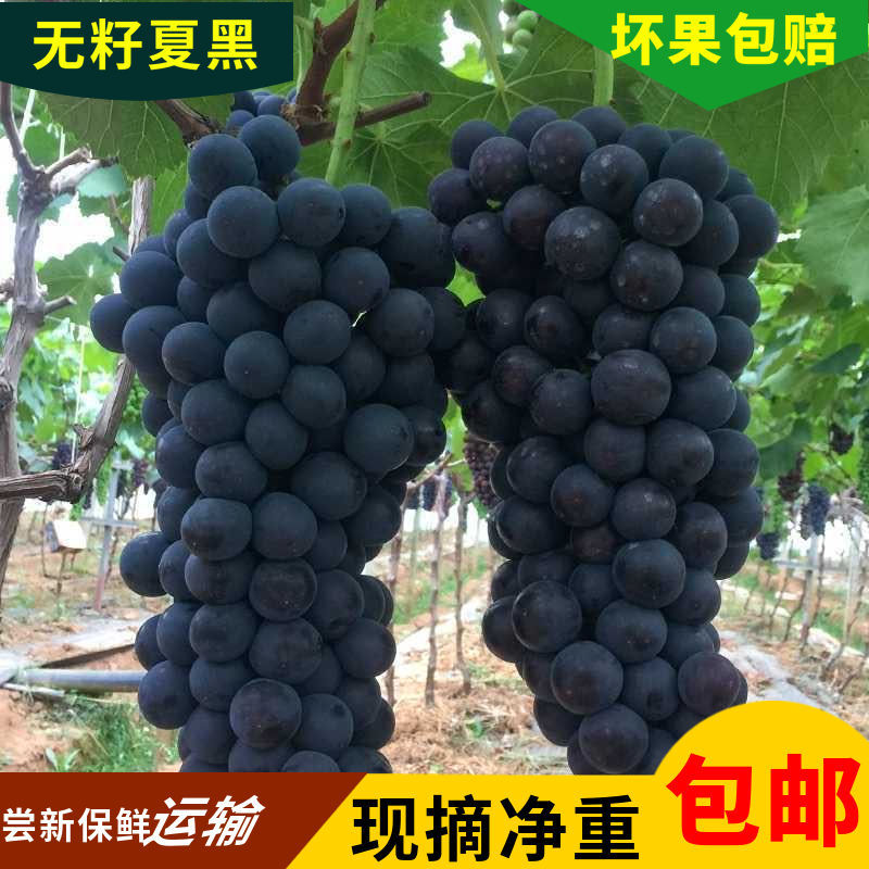 54210-夏黑无籽葡萄新鲜水果当季脆甜低糖黑加仑孕妇儿童黑提子整箱批发-详情图