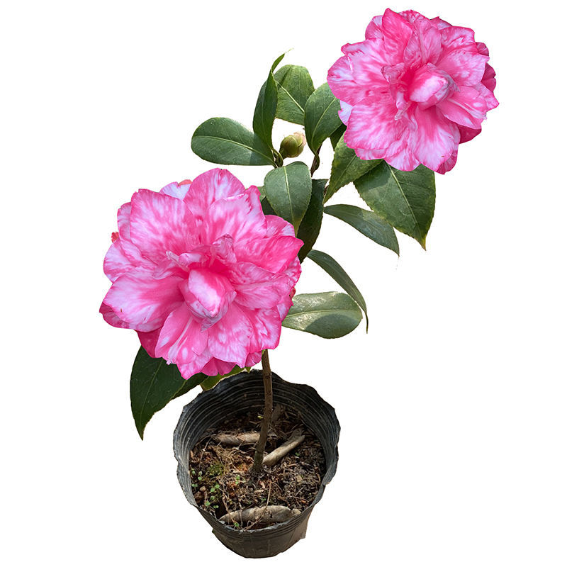 茶花带花苞斑丽修 室内盆栽稀有名贵带斑复色花 阳台四季耐寒植物