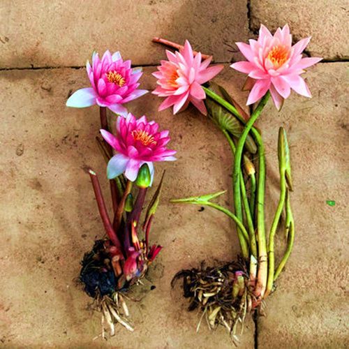 带花苞 大睡莲花苗四季荷花盆栽根块水培植物鱼缸池塘水养花卉 虎窝拼