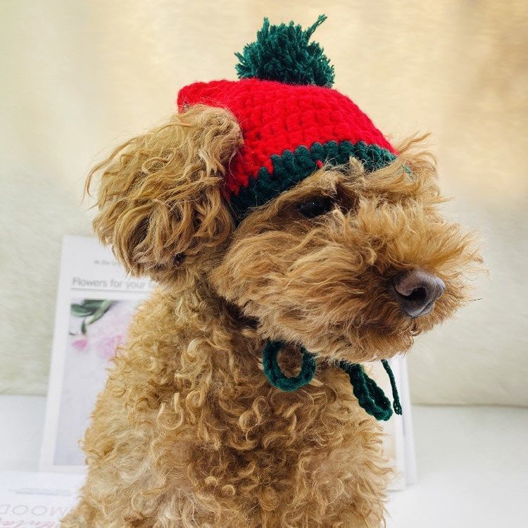 猫咪帽子泰迪博美小狗头套抖音搞笑帽宠物狗狗帽子整蛊装扮 虎窝拼