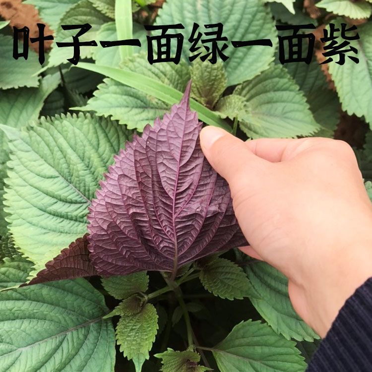 食用紫苏种子日本进口苏子单双面紫绿大叶野菜蔬菜籽阳台盆栽种植 虎窝拼