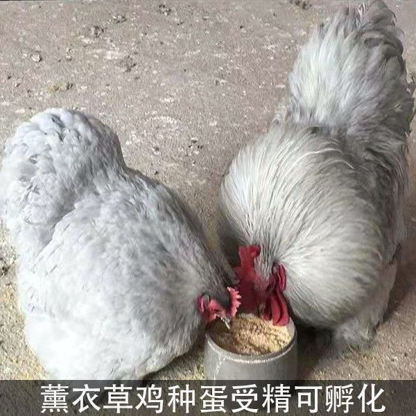 薰衣草鸡种蛋白绣球鸡科钦球鸡翻毛鸡观赏鸡受精种蛋可孵化小鸡蛋