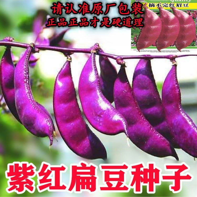红扁豆种子种籽早熟高产四季豆角梅豆角红眉豆蔬菜梅豆孑架豆菜豆