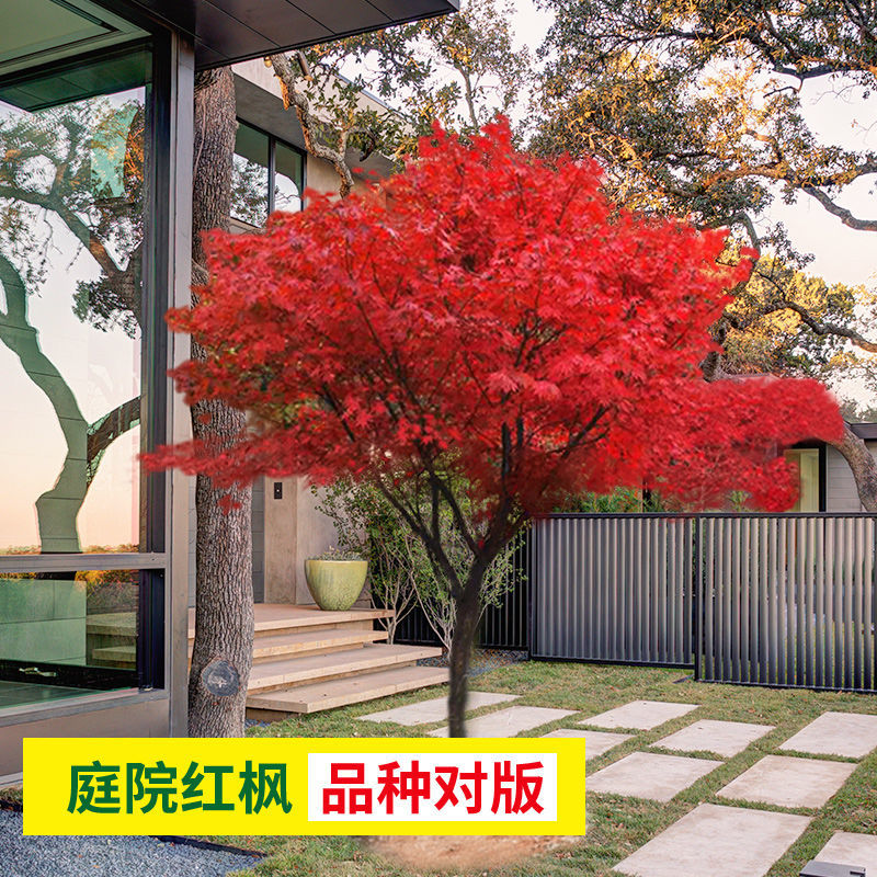 红枫树苗日本红舞姬美国红枫庭院道路绿化室外四季种植中国红盆栽