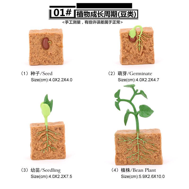 豆类植物模型成长周期认知仿真大豆生长过程儿童益智玩具造景摆件