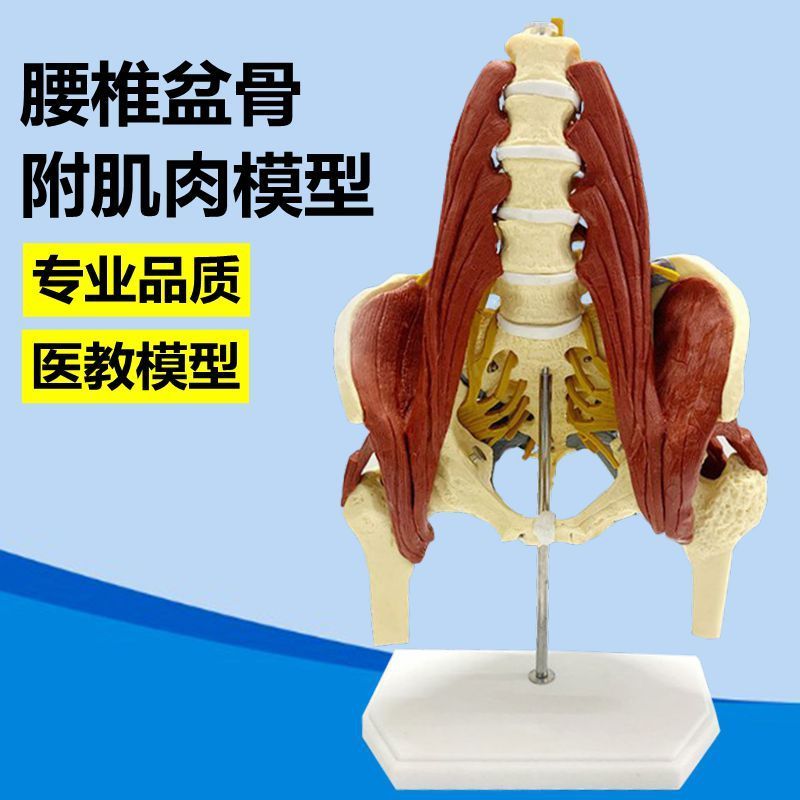 人体腰椎模型腰肌神经椎间盘骨盆股骨头腰部推拿按摩健身瑜伽装备
