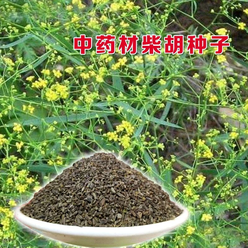 柴胡种子茈胡柴草茹草中草药材种籽春夏秋季庭院耐寒抗旱高产易种
