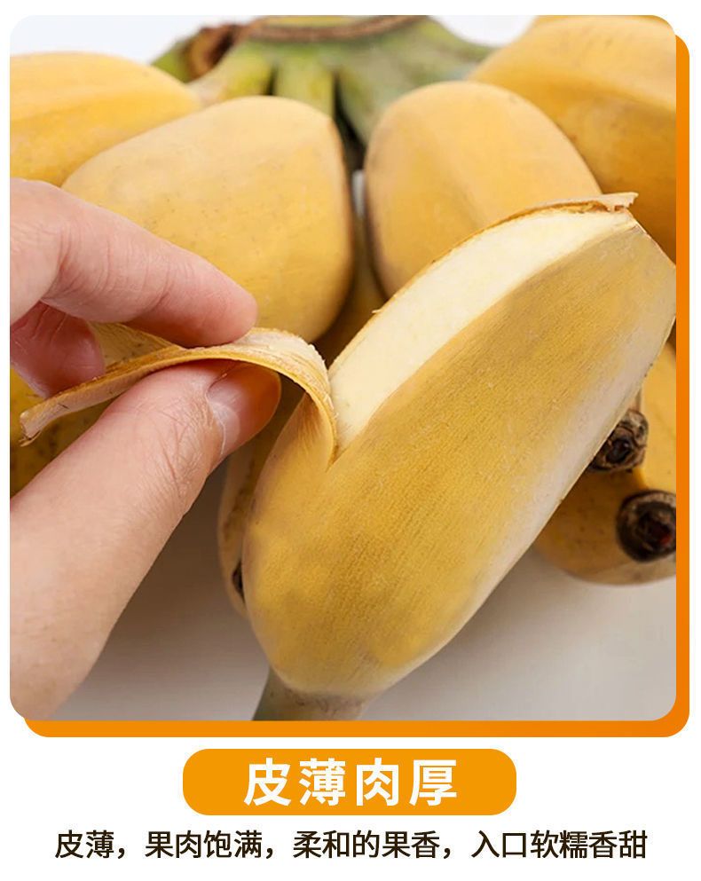 【9斤装】广西香蕉小米蕉新鲜水果应季香焦小香蕉当季整箱【小度美食】