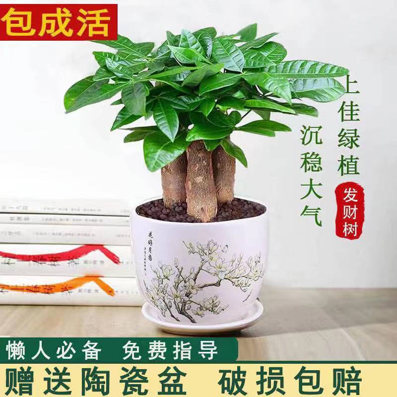 发财树盆栽植物室内客厅绿植小盆景四季常青办公室招财小盆栽花卉 虎窝拼