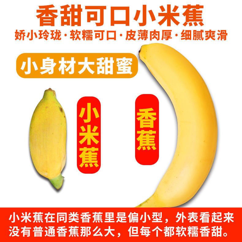  【9斤装】广西香蕉小米蕉新鲜水果应季香焦小香蕉当季整箱【小度美食】