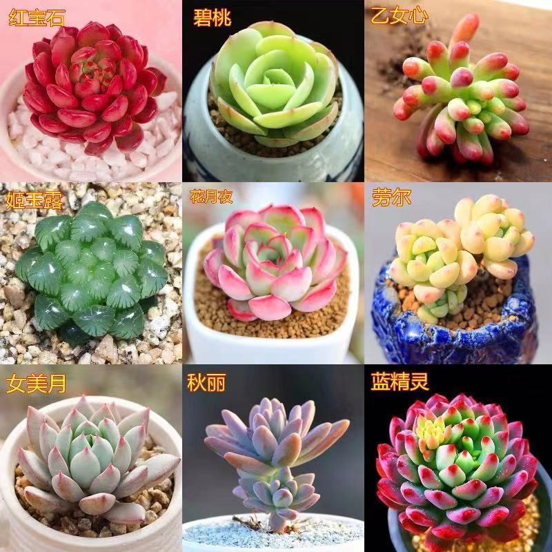 多肉多肉植物批发组合豪华套餐盆栽室内阳台好养新手套餐含盆土 虎窝拼
