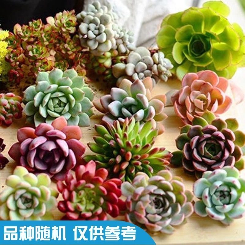 多肉多肉植物批发组合豪华套餐盆栽室内阳台好养新手套餐含盆土 虎窝拼