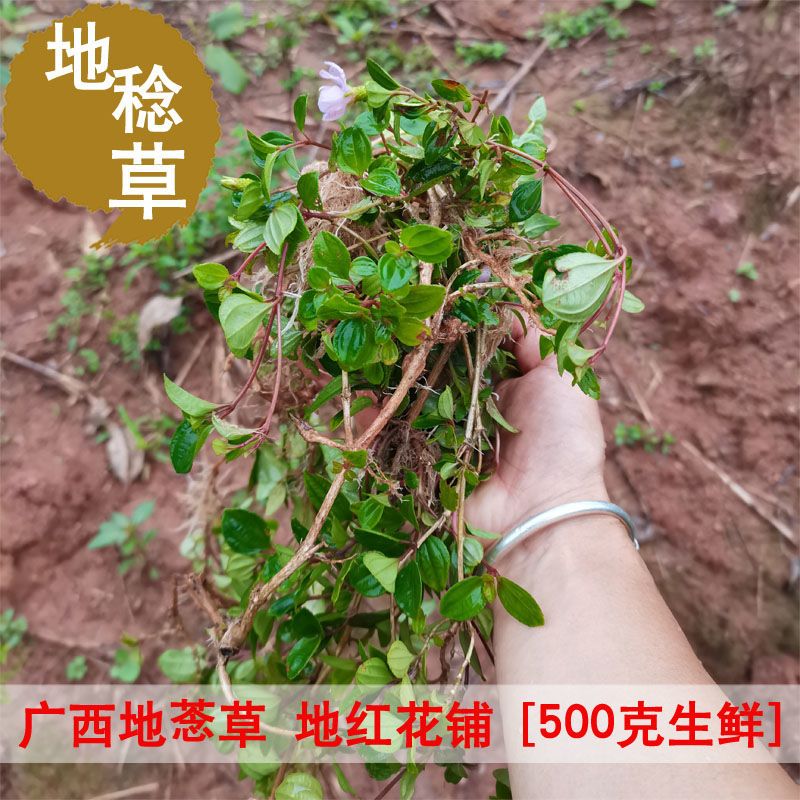 野生地稔草鲜品中草药材地石榴地菍草地红花铺地锦野落茄500g