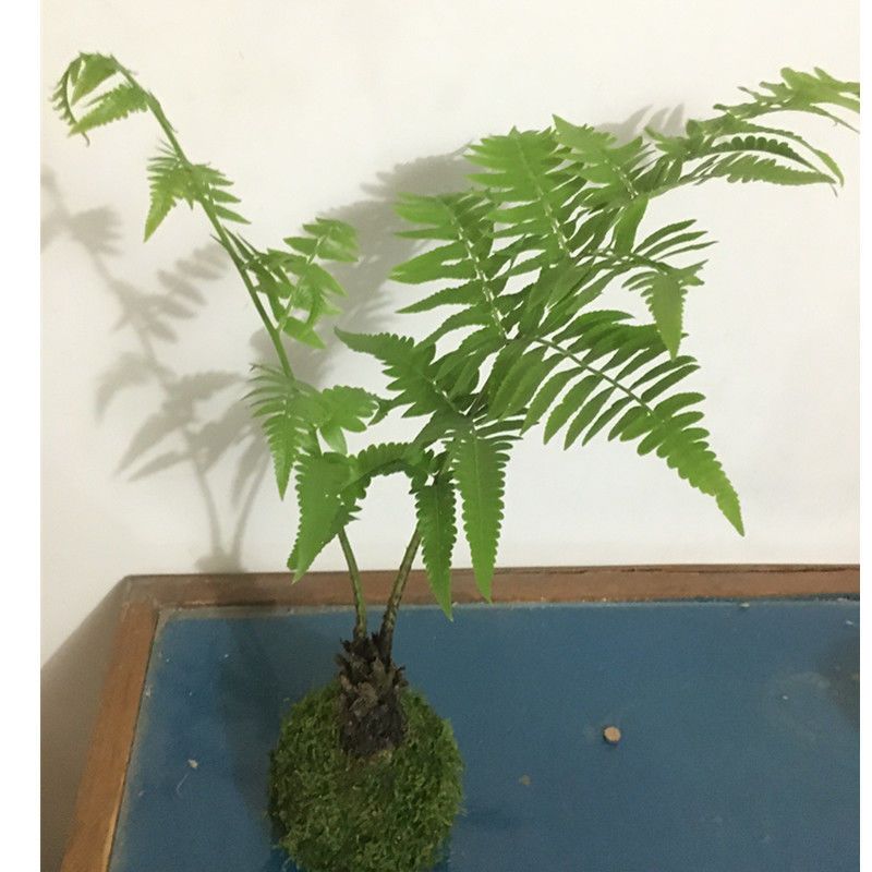 蕨类植物室内绿植网红厥书房茶桌禅意观叶造景沙罗蕨苔藓球盆栽 虎窝拼