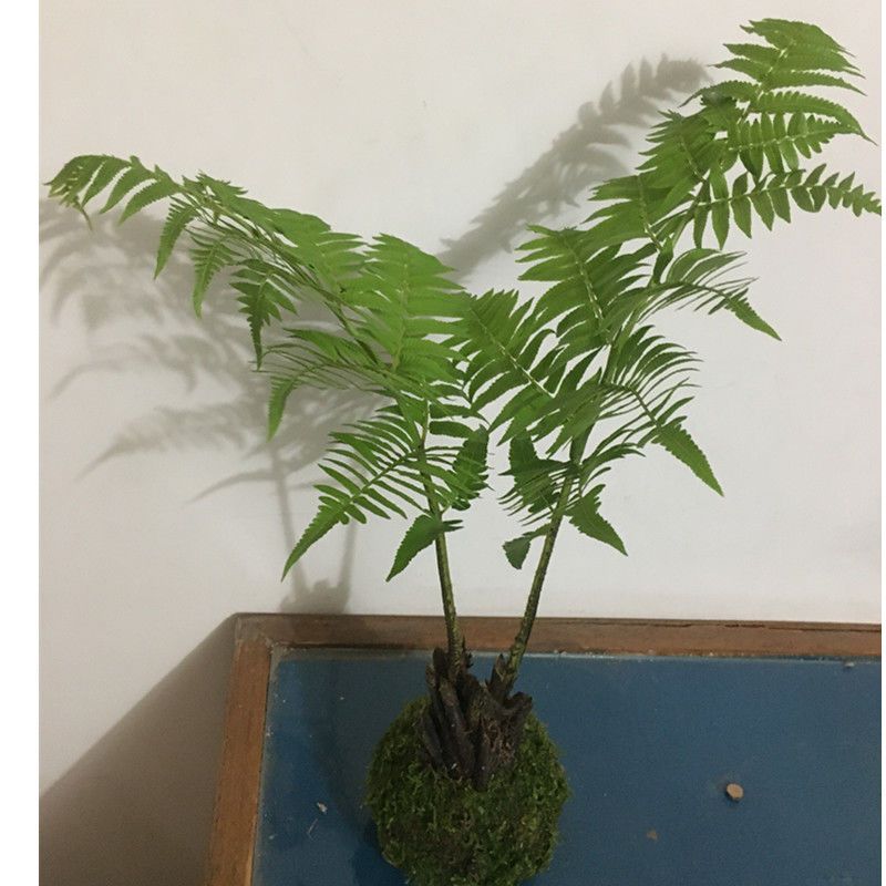 蕨类植物室内绿植网红厥书房茶桌禅意观叶造景沙罗蕨苔藓球盆栽 虎窝拼