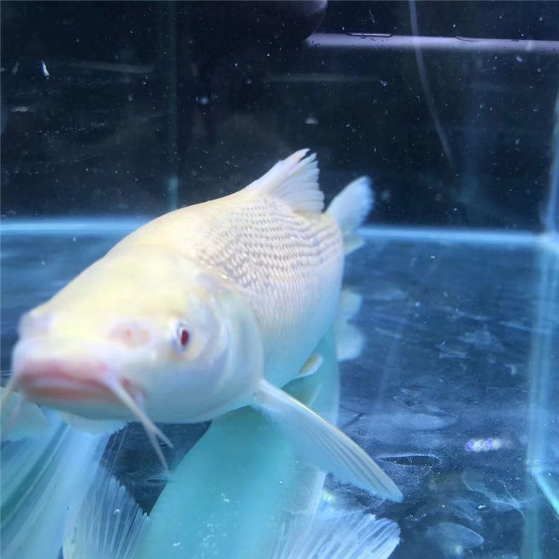 白化招财龙鱼白子大鳞鈀黄金红眼鳕鱼白化银鳕鱼招财龙鱼观赏鱼【2月