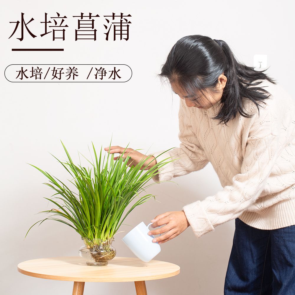 石菖蒲水栽培养植物老桩盆景造景净化水质花苗草挺水沼泽过滤植物 虎窝拼