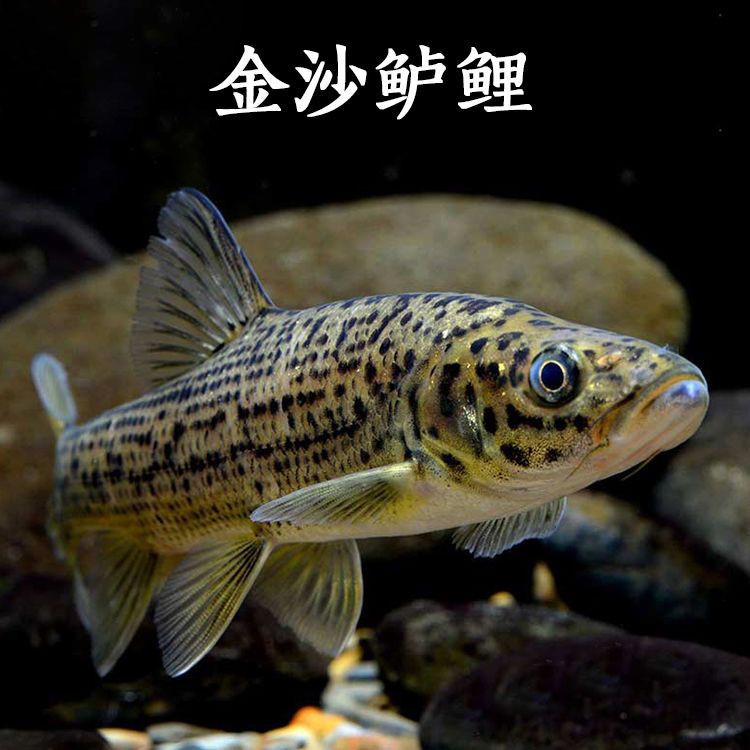 金沙鲈鲤 大花鱼 豹纹花鱼 鲈鲤鱼苗 原生猛鱼江鰛老虎鱼淡水活体