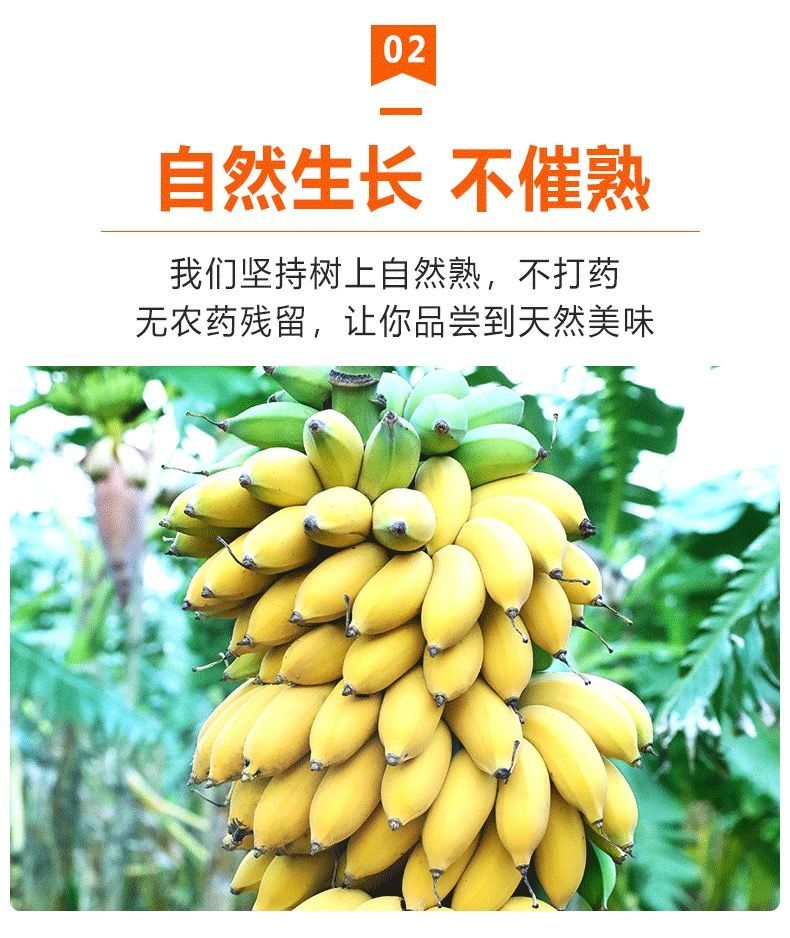 大牛哥 广西小米蕉9斤当季新鲜水果整箱小香蕉农家自种包邮