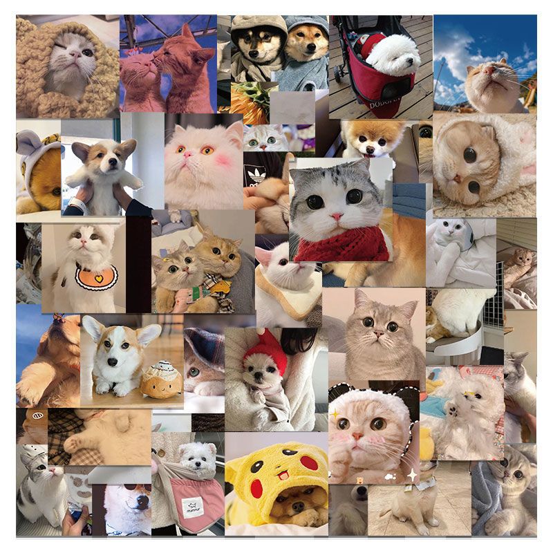 48 cute internet celebrity cat and dog emoticon packs for laptops, waterproof, removable, glue-free waterproof stickers