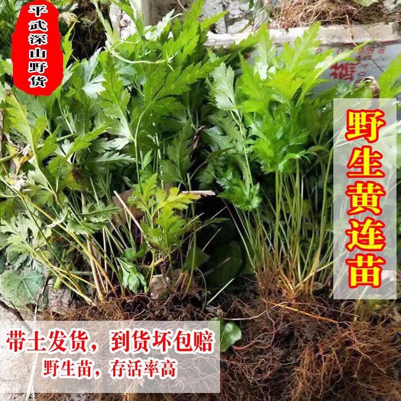 野生黄连苗清热去火草类珍稀中草药盆栽盆景庭院种植易成活喜阴