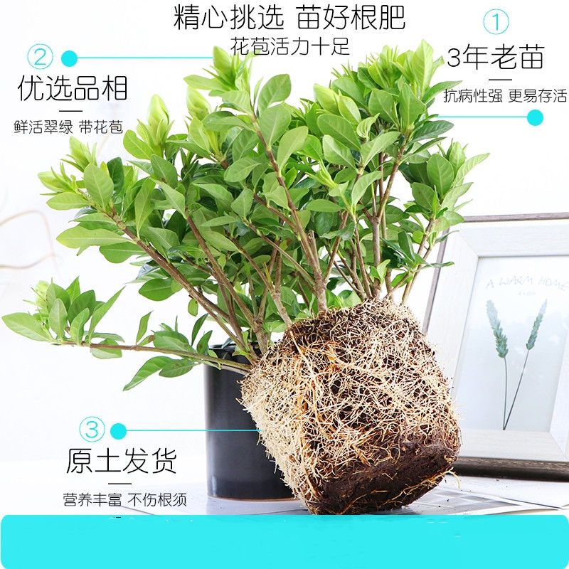 大盆栀子花水培花卉植物室内花阳台绿植盆栽好四季好养开花植物 虎窝拼