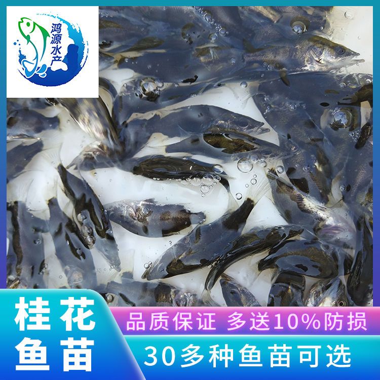 桂鱼苗淡水桂花鱼苗贵鱼桂鱼季花鱼苗翘嘴鳜鱼苗肉食性鳜鱼苗养殖【4