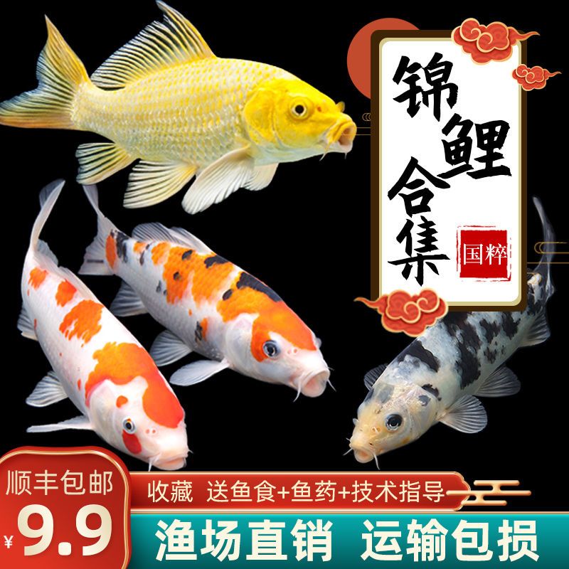 锦鲤活鱼淡水冷水观赏鱼小型金鱼好养红金鱼锦鲤纯种大小锦鲤鱼苗 虎窝拼